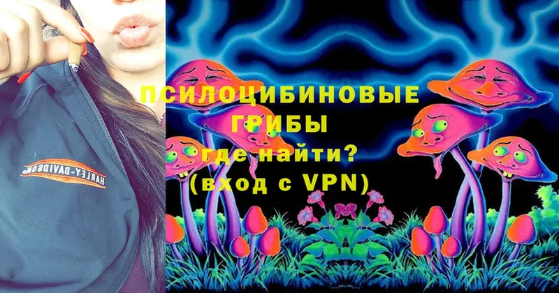 Псилоцибиновые грибы Cubensis  Гдов 